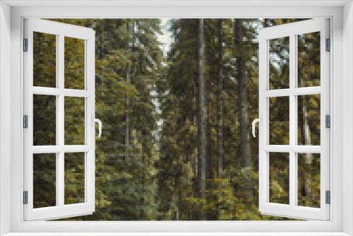 Fototapeta Naklejka Na Ścianę Okno 3D - Carpathian forest in summer