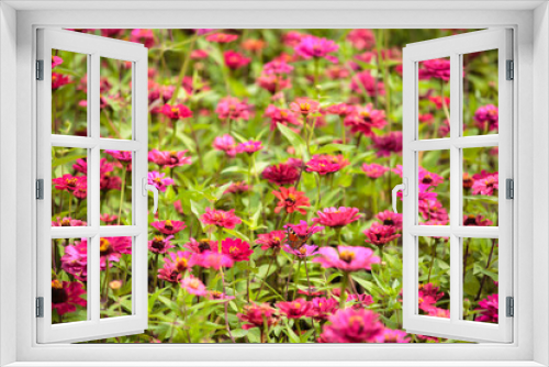 Fototapeta Naklejka Na Ścianę Okno 3D - beautiful Sea of Chrysanthemums background day time view