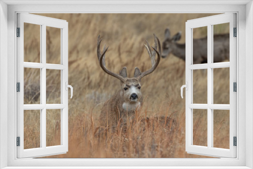 Fototapeta Naklejka Na Ścianę Okno 3D - Buck Mule Deer in Autumn in Colorado