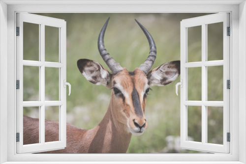 Fototapeta Naklejka Na Ścianę Okno 3D - An Antelope at the Etosha National Park