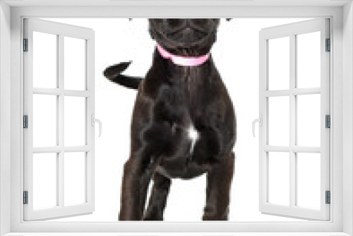 Fototapeta Naklejka Na Ścianę Okno 3D - Black Puppy Pink Collar Looking Up