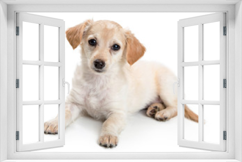 Fototapeta Naklejka Na Ścianę Okno 3D - Blonde Crossbreed Dog Lying Down Looking