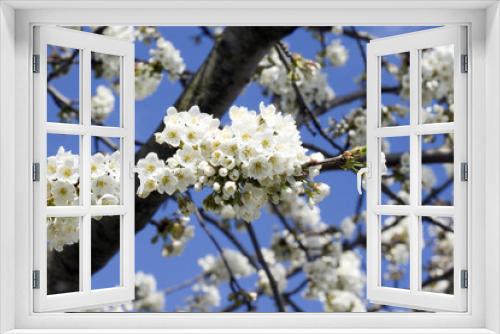 Fototapeta Naklejka Na Ścianę Okno 3D - Cherry flower