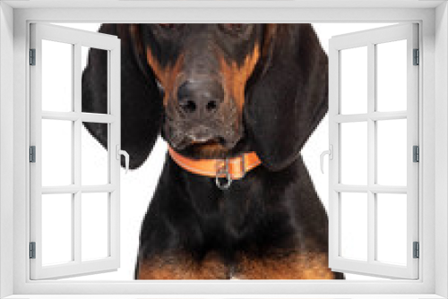 Fototapeta Naklejka Na Ścianę Okno 3D - Closeup Black and Tan Coonhound Dog