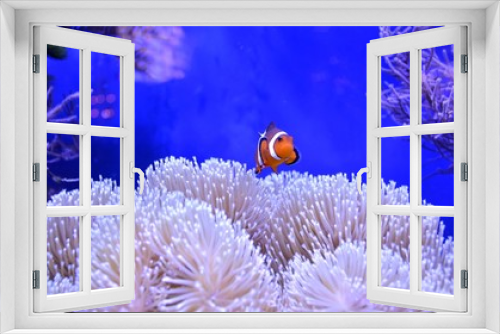Fototapeta Naklejka Na Ścianę Okno 3D - Clownfish, Amphiprioninae, in aquarium tank with reef as background.