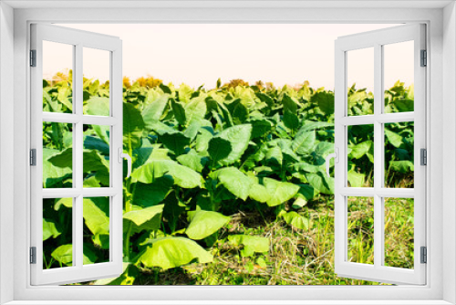 Fototapeta Naklejka Na Ścianę Okno 3D - Tobacco plantation field