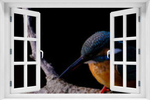 Fototapeta Naklejka Na Ścianę Okno 3D - kingfisher on branch