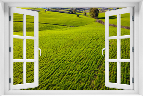 Fototapeta Naklejka Na Ścianę Okno 3D - Country landscape with growing wheat.