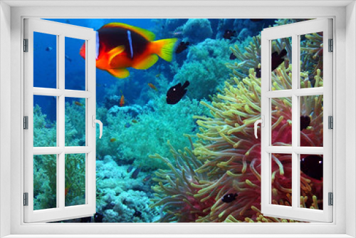 Fototapeta Naklejka Na Ścianę Okno 3D - Scuba Diving Red Sea Egypt