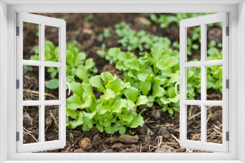 Fototapeta Naklejka Na Ścianę Okno 3D - Lettuce seedlings, young radishes.