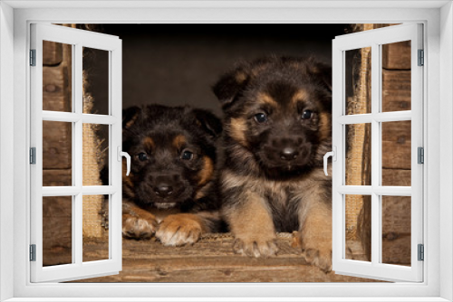 Fototapeta Naklejka Na Ścianę Okno 3D - little dogs