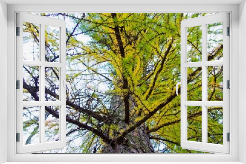 Fototapeta Naklejka Na Ścianę Okno 3D - autumn, track, tree, leaves, walk