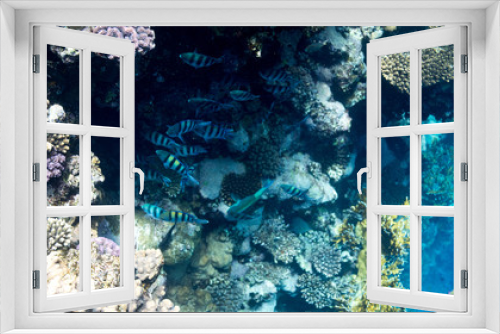 Fototapeta Naklejka Na Ścianę Okno 3D - Coral Reef at the Red Sea,Egypt. Underwater landscape with fish and reefs.