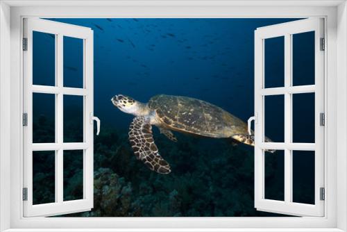 Fototapeta Naklejka Na Ścianę Okno 3D - Hawksbill turtle in the Red Sea.