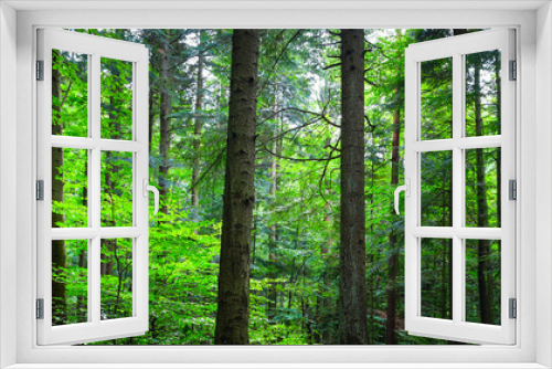 Fototapeta Naklejka Na Ścianę Okno 3D - Beautiful forest panorama - lush green trees in the Carpathian mountains