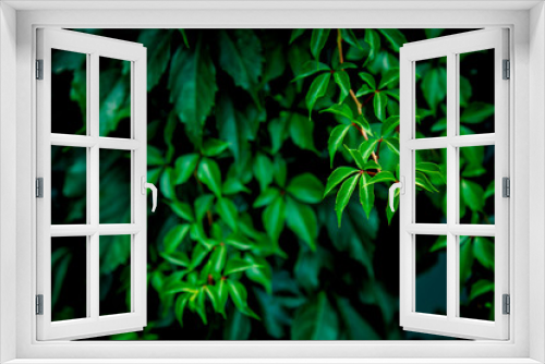 Fototapeta Naklejka Na Ścianę Okno 3D - Background texture of green ivy