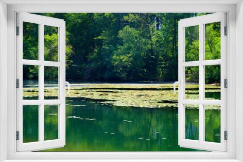 Fototapeta Naklejka Na Ścianę Okno 3D - Wurzelbaum - Alter Rhein - Naturschutzgebiet