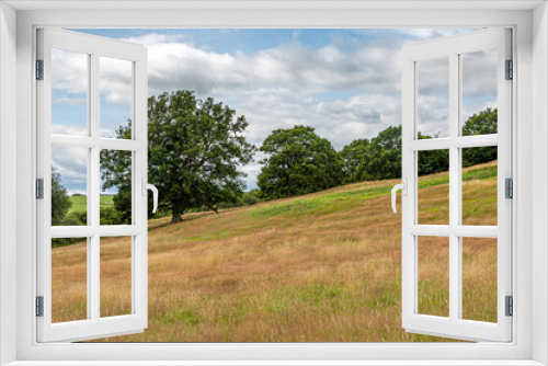 Fototapeta Naklejka Na Ścianę Okno 3D - Trees in a field in Sussex on a summers day