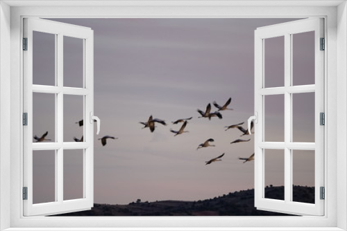 Fototapeta Naklejka Na Ścianę Okno 3D - common crane bello teruel