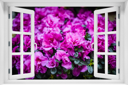 Fototapeta Naklejka Na Ścianę Okno 3D - mix summer flowers close up view