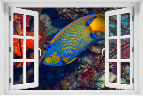 Fototapeta Naklejka Na Ścianę Okno 3D - Queen Angel Fish Swimming over Coral