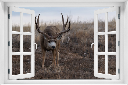 Fototapeta Naklejka Na Ścianę Okno 3D - A Large Mule Deer Buck on the Plains of Colorado