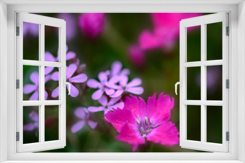 Fototapeta Naklejka Na Ścianę Okno 3D - Fleurs de montagne