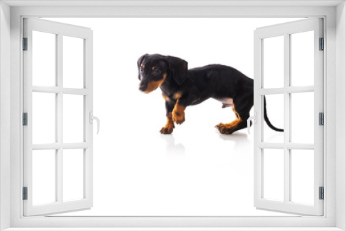 Fototapeta Naklejka Na Ścianę Okno 3D - Funny sausage dog, dachshund puppy posing isolated on white background