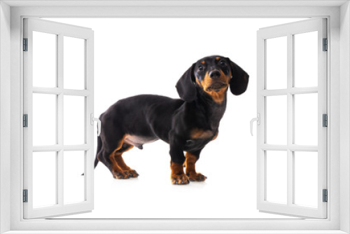 Fototapeta Naklejka Na Ścianę Okno 3D - Funny sausage dog, dachshund puppy posing isolated on white background