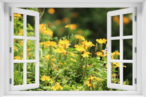 Fototapeta Naklejka Na Ścianę Okno 3D - FLORES FLOWERS NATURE
