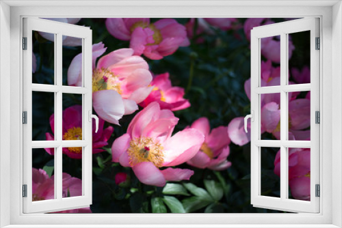 Fototapeta Naklejka Na Ścianę Okno 3D - Pink peony flowers in a flower bed. 
