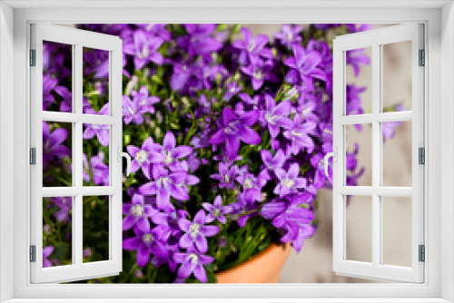 Fototapeta Naklejka Na Ścianę Okno 3D - Purple bell flowers in beautiful sunlight