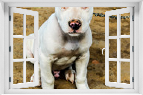 Fototapeta Naklejka Na Ścianę Okno 3D - Dog on a farm