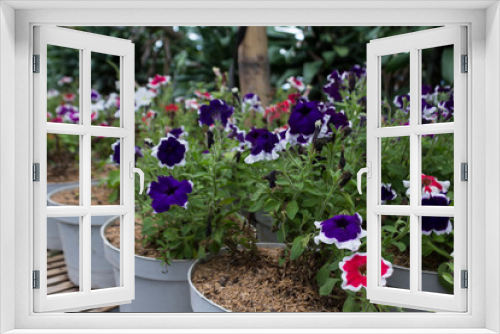 Fototapeta Naklejka Na Ścianę Okno 3D - Petunia flowers; Frost Fire and Picota Blue