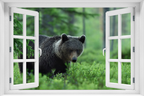 Fototapeta Naklejka Na Ścianę Okno 3D - brown bear in forest at summer