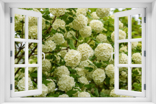 Fototapeta Naklejka Na Ścianę Okno 3D - Viburnum buldenezh blossoms in the garden