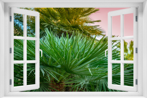 Fototapeta Naklejka Na Ścianę Okno 3D - Palm tree branches. Tropical nature background