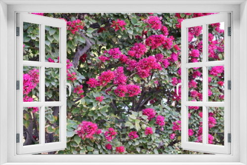 Fototapeta Naklejka Na Ścianę Okno 3D - A scene having beautiful red pink flowers and leaves