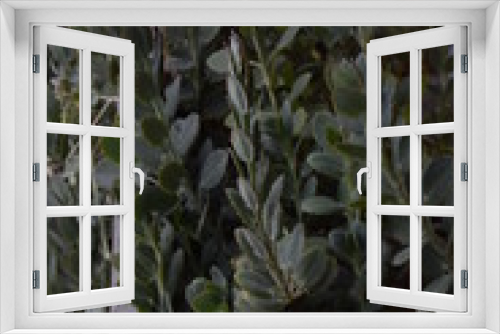 Fototapeta Naklejka Na Ścianę Okno 3D - Conjunto de planta suculenta