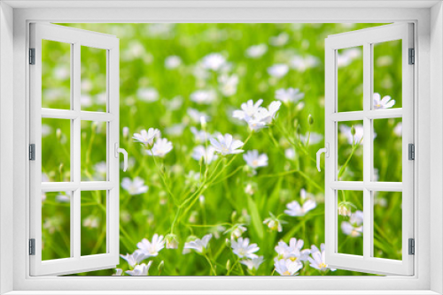 Fototapeta Naklejka Na Ścianę Okno 3D - white wild flowers in the spring season
