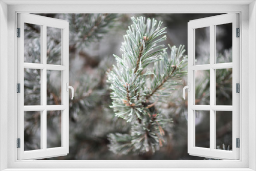 Fototapeta Naklejka Na Ścianę Okno 3D - Branch of pine tree covered by white frost