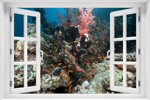 Fototapeta Naklejka Na Ścianę Okno 3D - Coral reef and fish in the Red Sea.