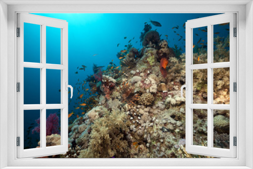 Fototapeta Naklejka Na Ścianę Okno 3D - Coral reef and fish in the Red Sea.
