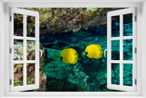 Fototapeta Naklejka Na Ścianę Okno 3D - Scuba Diving Red Sea Egypt