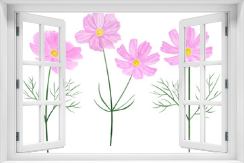 Fototapeta Naklejka Na Ścianę Okno 3D - Set Cosmea flowers watercolor botanical illustration