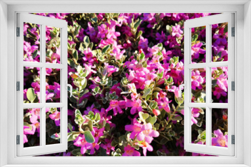 Fototapeta Naklejka Na Ścianę Okno 3D - unknown violet flowers texture