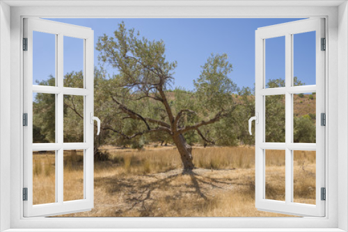 Fototapeta Naklejka Na Ścianę Okno 3D - Olive plantation in sun day. Old obsolete olive trees. European olive (Olea europaea) plantation of olive trees. Rhodes, Greece