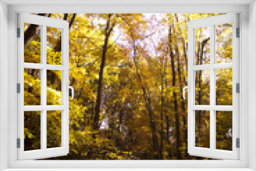 Fototapeta Naklejka Na Ścianę Okno 3D - Golden Yellow Autumn Leaves on trees in a park