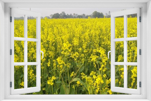 Fototapeta Naklejka Na Ścianę Okno 3D - Mustard Flower