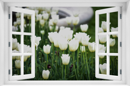 Fototapeta Naklejka Na Ścianę Okno 3D - natural white tulips close up view
